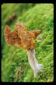 Attēlu rezultāti vaicājumam “Gyromitra infula”