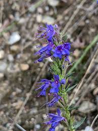 Attēlu rezultāti vaicājumam “Hyssopus officinalis flower”