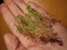 Attēlu rezultāti vaicājumam “Sphagnum russowii”