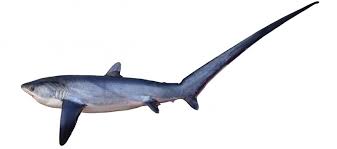 Image result for Alopias superciliosus