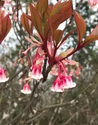 Attēlu rezultāti vaicājumam “Enkianthus chinensis flower”