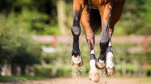 Image result for Fife Riding Club