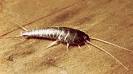 Silverfish Control | Get Rid of Silverfish Permanently