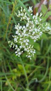 Attēlu rezultāti vaicājumam “Phyteuma spicatum leaf”