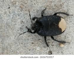 Attēlu rezultāti vaicājumam “Cydnidae”