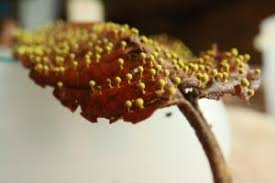 Attēlu rezultāti vaicājumam “Craterium aureum spores”