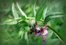 Attēlu rezultāti vaicājumam “Vicia sylvatica bud”