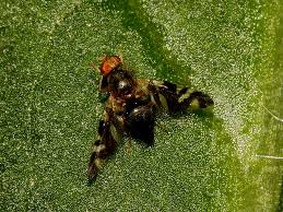 Attēlu rezultāti vaicājumam “Urophora cardui”