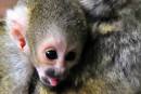 Baby squirrel monkey zoo