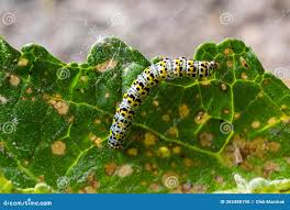 Attēlu rezultāti vaicājumam “Cucullia verbasci”