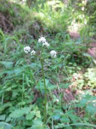 Attēlu rezultāti vaicājumam “Sanicula europaea flower”