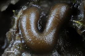 Attēlu rezultāti vaicājumam “Hemitrichia sordivesiculosa macro”