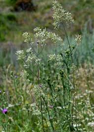 Attēlu rezultāti vaicājumam “Silene wolgensis”