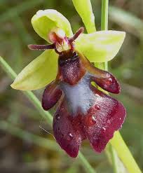 Attēlu rezultāti vaicājumam “Ophrys insectifera flower”