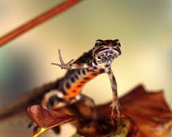 Attēlu rezultāti vaicājumam “Triturus vulgaris male”