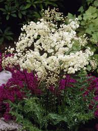 Image result for Filipendula vulgaris