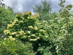 Attēlu rezultāti vaicājumam “Syringa reticulata subsp. amurensis flower”