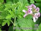 Pelargonium sp., Pelargonia, Geranium - TopTropicals.