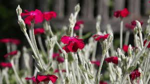 Image result for Lychnis coronaria