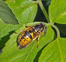Attēlu rezultāti vaicājumam “Vespula germanica male”
