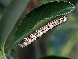 Attēlu rezultāti vaicājumam “Abraxas grossulariata larva”