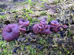Attēlu rezultāti vaicājumam “Ascocoryne cylichnium”
