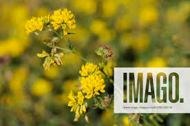 Attēlu rezultāti vaicājumam “Medicago sativa subsp. falcata”