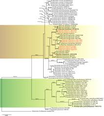 Attēlu rezultāti vaicājumam “Elmerina caryae”