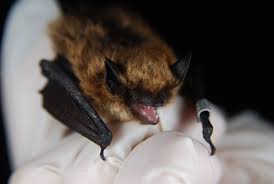 Attēlu rezultāti vaicājumam “Myotis sp.”