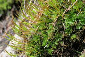 Attēlu rezultāti vaicājumam “Tortula truncata sporophyte”