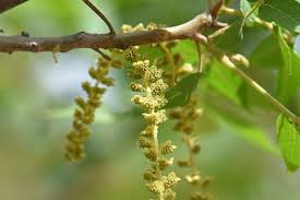 Attēlu rezultāti vaicājumam “Juglans mandshurica male flower”