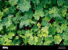Attēlu rezultāti vaicājumam “Alchemilla subcrenata  flower”