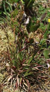 Attēlu rezultāti vaicājumam “Luzula multiflora”