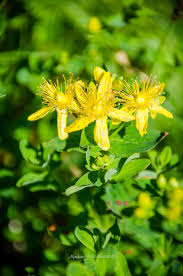 Image result for Johanniskraut