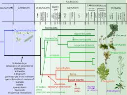 Attēlu rezultāti vaicājumam “Jamesoniella autumnalis sporophyte”
