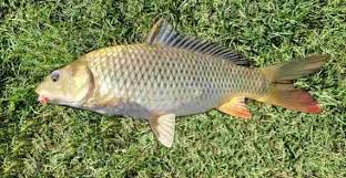 Image result for Cyprinus carpio