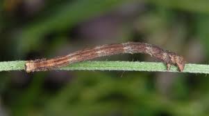 Attēlu rezultāti vaicājumam “Scopula floslactata”