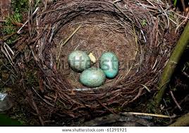 Attēlu rezultāti vaicājumam “Turdus merula nest”