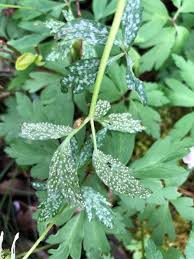 Attēlu rezultāti vaicājumam “Ochropsora ariae”