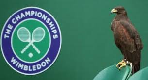 Image result for Wimbledon Hawks