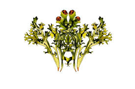 Attēlu rezultāti vaicājumam “Cetraria islandica”