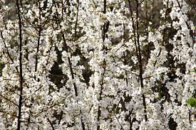 Attēlu rezultāti vaicājumam “Prunus cerasifera var. divaricata”