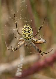 Attēlu rezultāti vaicājumam “Argiope bruennichi female”