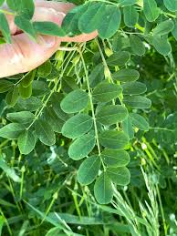 Attēlu rezultāti vaicājumam “Caragana arborescens fruit”