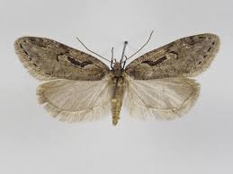 Attēlu rezultāti vaicājumam “Semioscopis steinkellneriana”