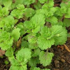 Attēlu rezultāti vaicājumam “Veronica persica leaf”