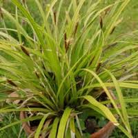 Attēlu rezultāti vaicājumam “Carex ornithopoda fruit”