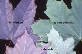 Attēlu rezultāti vaicājumam “Acer platanoides fo. schwedleri”