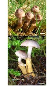 Attēlu rezultāti vaicājumam “Cystoderma amianthinum”