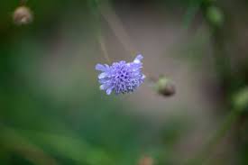Image result for Scabiosa canescens